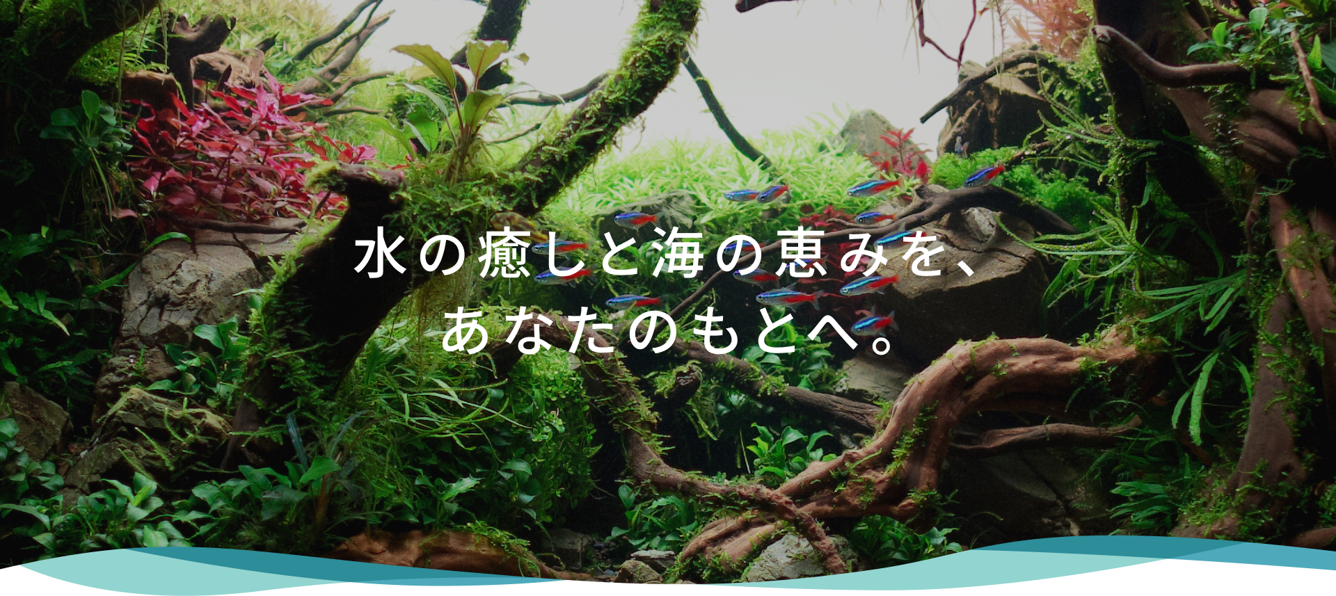 fv_06 水の癒しと海の恵みを、あなたのもとへ。