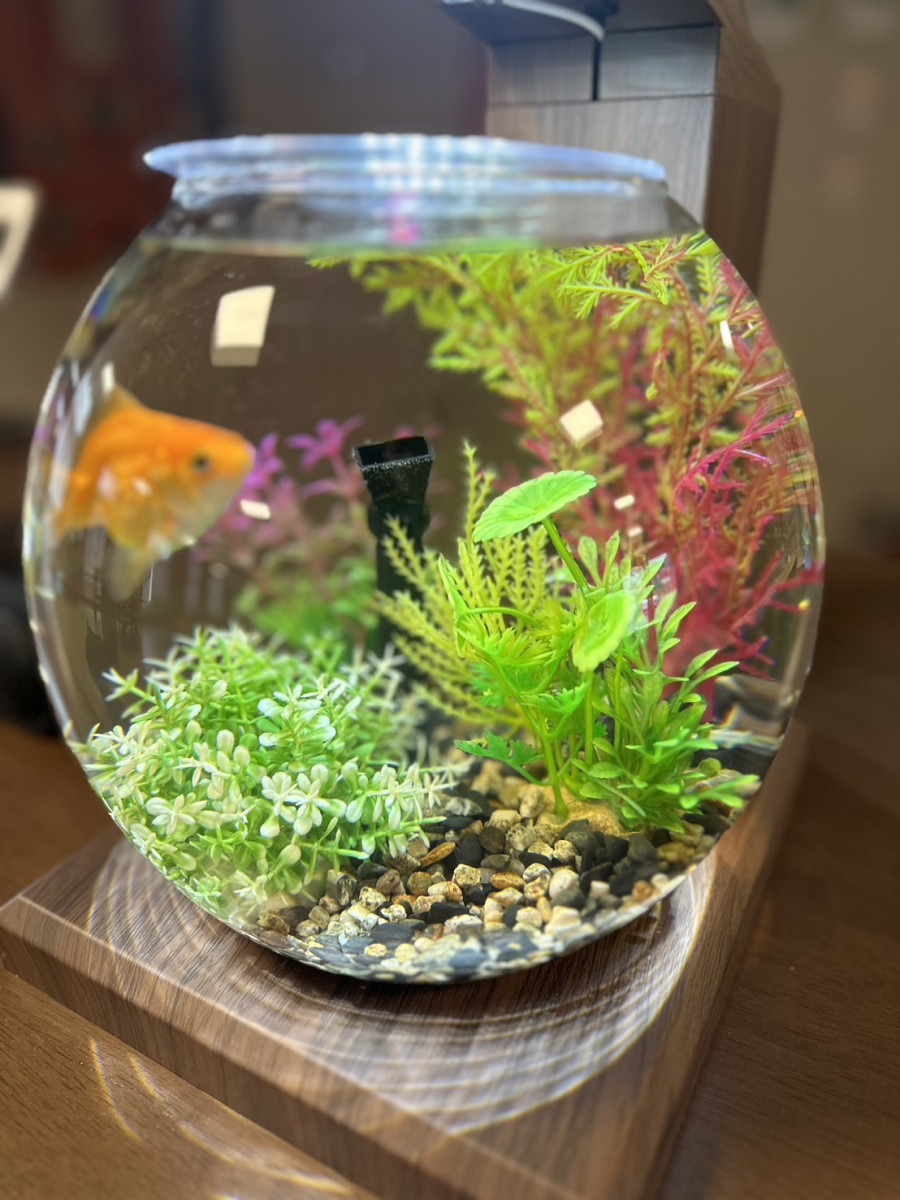 アクアリウム | アクアピースジャパン 株式会社